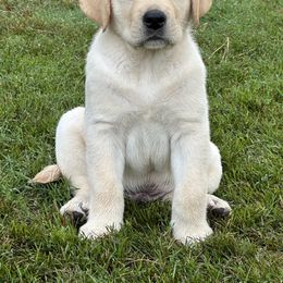 Labrador Retriever Puppies from Duck Pond Farm English Labradors