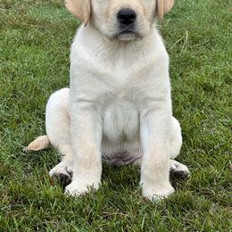 Labrador Retriever Puppies from Duck Pond Farm English Labradors