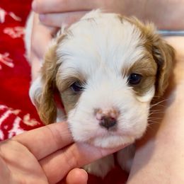 Video Tipper - Blenheim female Cavapoo puppy in Eatonton, Georgia from TNT Puppies