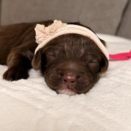 Pixie - Chocolate female Australian Labradoodle puppy in Citrus Heights, California from Elite Blend Labradoodles