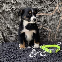 Boy 3 - Black tri Miniature Australian Shepherd puppy in Muldrow, Oklahoma from 3B Aussies