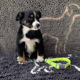 Boy 3 - Black tri Miniature Australian Shepherd puppy in Muldrow, Oklahoma from 3B Aussies