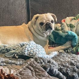 Tillie - Pug