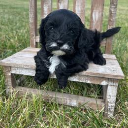 Muffin - Black female Cavapoo puppy in Milan, Illinois from Poppy Garden Doodles