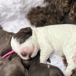 Australian Labradoodles from Sweet Summer Dream ALD