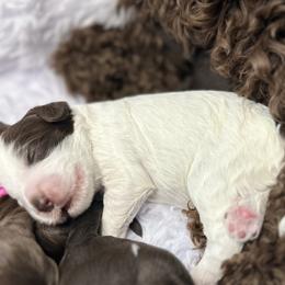 Australian Labradoodles from Sweet Summer Dream ALD