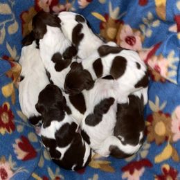 German Shorthaired Pointers from Domino Kennels