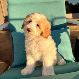 Preston - Fawn and white male Sheepadoodle puppy in Roseburg, Oregon from Sharon’s Sheepadoodle’s