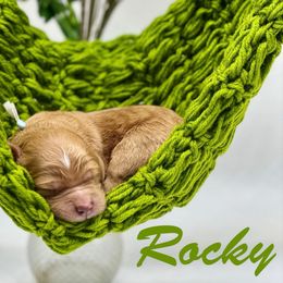 Rocky - Red  male Goldendoodle puppy in Travelers Rest, South Carolina from Bailey Mountain Doodles