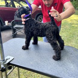 Kerry Blue Terrier Puppies from Eirebear Kerry Blue Terriers