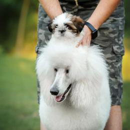 Poodle and Shih Tzu Puppies from Ganna Sultan