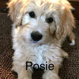 Goldendoodle Puppies from CharLia's Holistic English Cream Golden Retrievers & Doodles