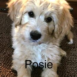 Goldendoodle Puppies from CharLia's Holistic English Cream Golden Retrievers & Doodles