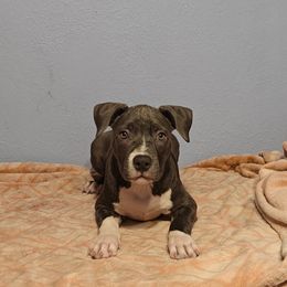 Puppy 6 Oakley - Blue American Bully puppy in Phoenix, Arizona from Superstes Guard
