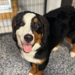Dallas - Tri-color female Bernese Mountain Dog puppy in Rose Hill, North Carolina from Red Door Canines