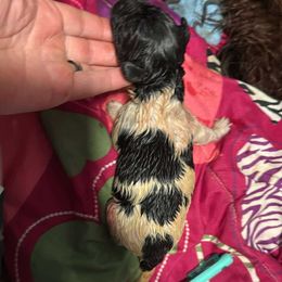 Star - White and black female Newfoundland puppy in Shepherd, Montana from Rising Hope Kennels