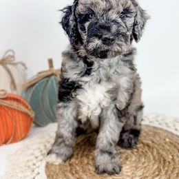 Stewart - Merle male Goldendoodle puppy in Fletcher, North Carolina from Cane Creek Goldendoodles