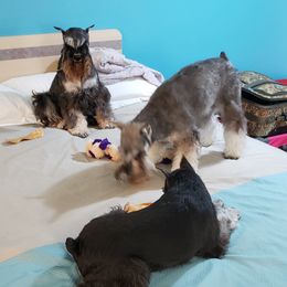 Miniature Schnauzer Puppies from Starbound Miniture Schnauzer's