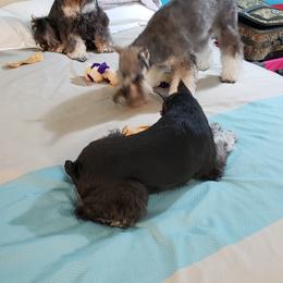 Miniature Schnauzer Puppies from Starbound Miniture Schnauzer's