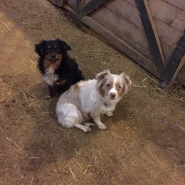 Miniature Australian Shepherds from Motowns Mini Aussies