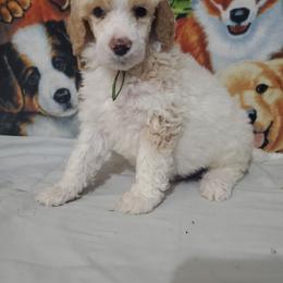 Poe - Parti male Poodle puppy in Cleburne, Texas from Lone Star Standard Poodles LLC