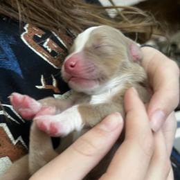 Piccolo - Red merle male Australian Shepherd puppy in Bennett, Colorado from Alolan Angel Aussies