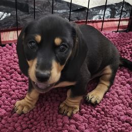 Dachshund Puppies from Happy Acres  Miniature Dachshunds