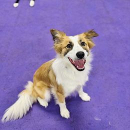 Brie - Border Collie