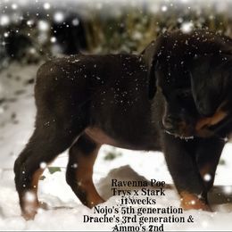 Chinese Crested and Rottweiler Puppies from Long Rotts & Long Haul Cresteds