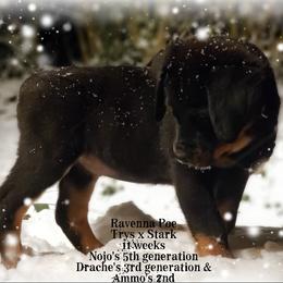 Chinese Crested and Rottweiler Puppies from Long Rotts & Long Haul Cresteds