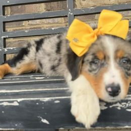 Aussiedoodles from Simply Blessed Doodles