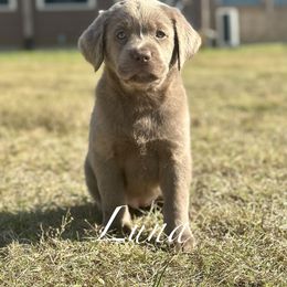 Luna - Silver female Dilute Retriever puppy in Rockwall, Texas from T3 Pups
