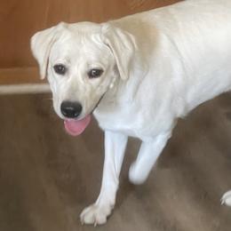 Leo - Yellow male Labrador Retriever puppy in Grand Saline, Texas from Castle Hills Labradors