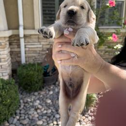 Golden Retriever Puppies from PSI LOVE YOU Goldens