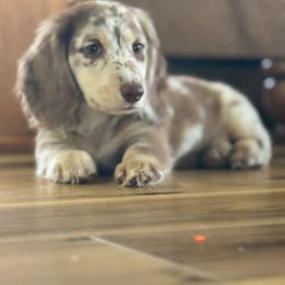 Dachshund Puppies from Deglow’s Doxies