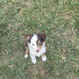 White Collar - Frisco - Red tri male Miniature Australian Shepherd puppy in Aurora, Missouri from Barnyard Mini Aussies