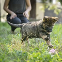 German Shepherd Puppies from Agrestal German Shepherds