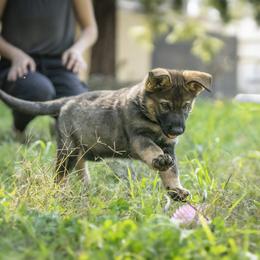 German Shepherd Puppies from Agrestal German Shepherds