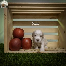 Gala - Apricot female Australian Labradoodle puppy in Cashmere, Washington from Mountain Home Doodles