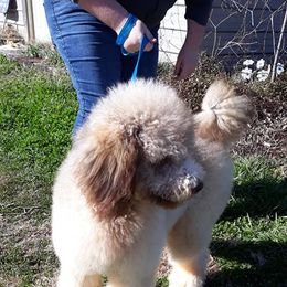 Golden Retriever, Goldendoodle, and Poodle All Grown Up from Oval Office Therapy Dogs, Inc.