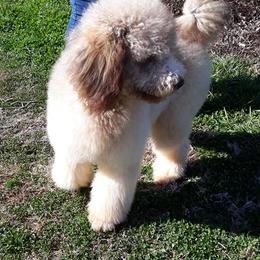 Golden Retriever, Goldendoodle, and Poodle All Grown Up from Oval Office Therapy Dogs, Inc.