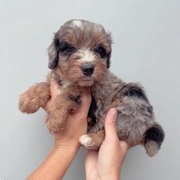 Asher - Blue merle male Aussiedoodle puppy in Orland, California from Shockley’s Elite Doodles