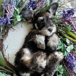 Miniature Schnauzers from Halo Schnauzer