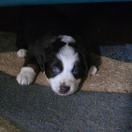 Indiana Jones - Red tri-color male Miniature American Shepherd puppy in Vancouver, Washington from BonDrew's Miniature American Shepherds