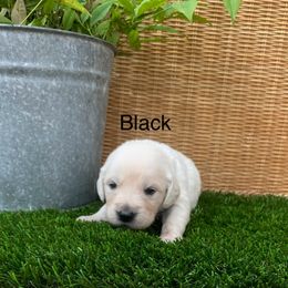 Black - Light golden female Golden Retriever puppy in Silverton, Oregon from Silver Morning Farm