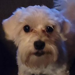 Kiraro - Coton de Tulear