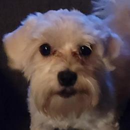 Kiraro - Coton de Tulear