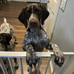 German Shorthaired Pointer All Grown Up from SmokePoint GSPs