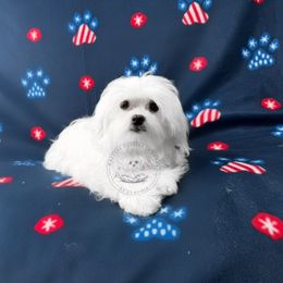 Puppy 1 - White male Maltese puppy in Haslet In Dfw, Texas from Maltese Puppies in Texas