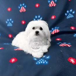 Puppy 1 - White male Maltese puppy in Haslet In Dfw, Texas from Maltese Puppies in Texas